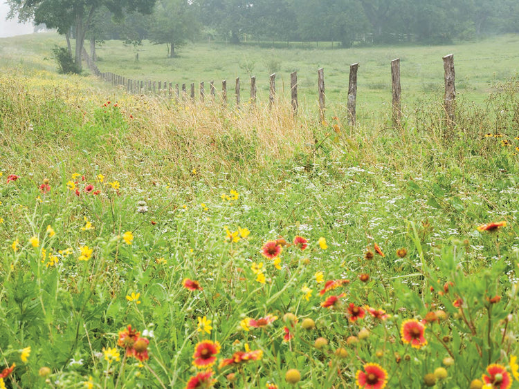 Flowers and Fence
