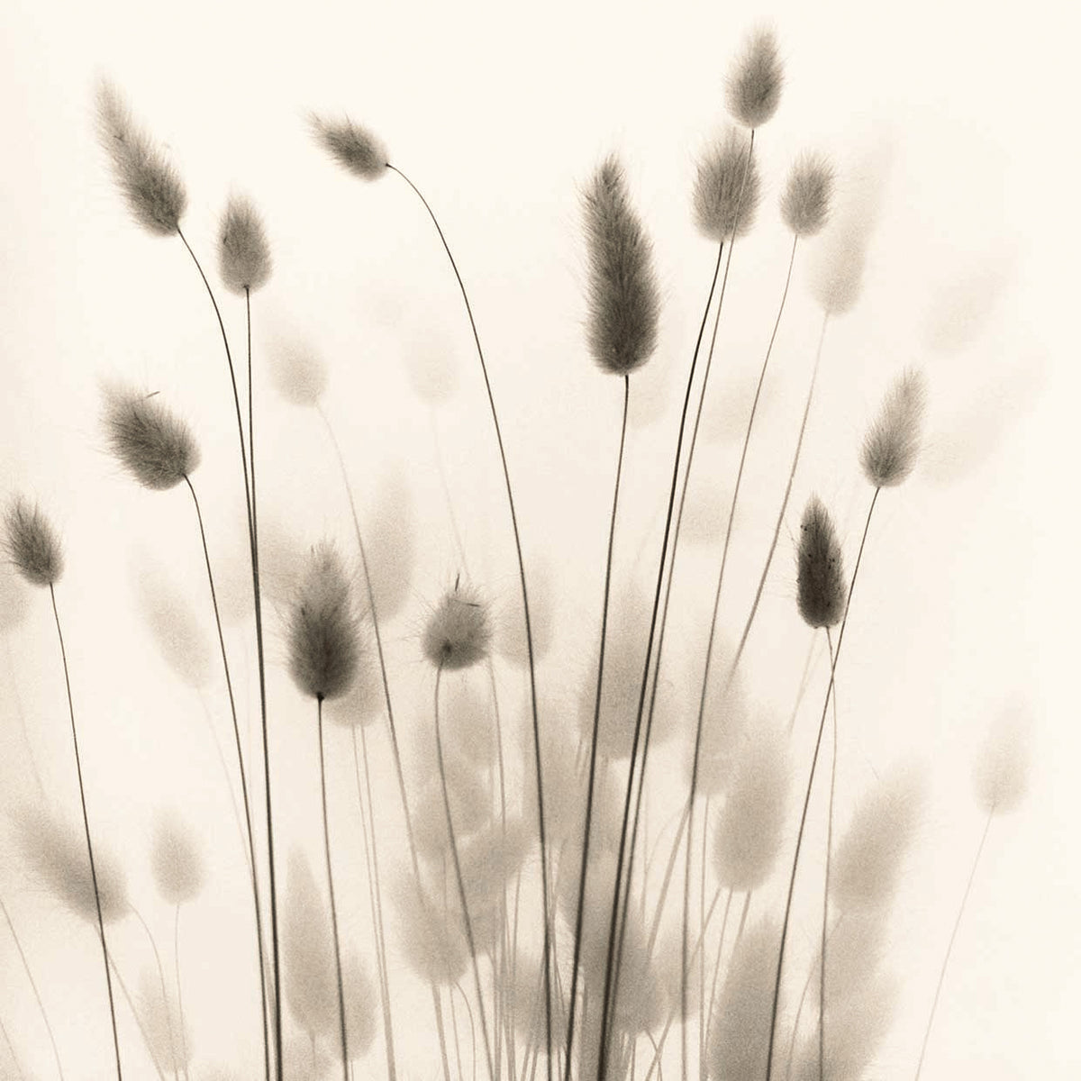 Italian Tall Grass No. 1
