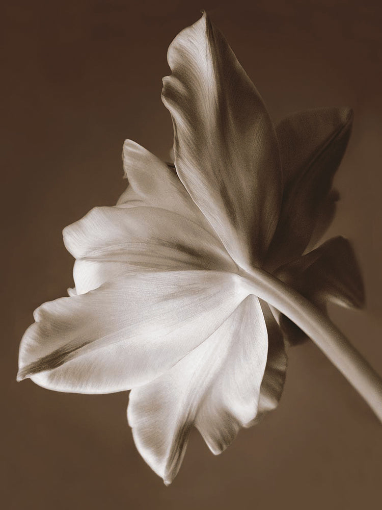 Moonglow Tulip