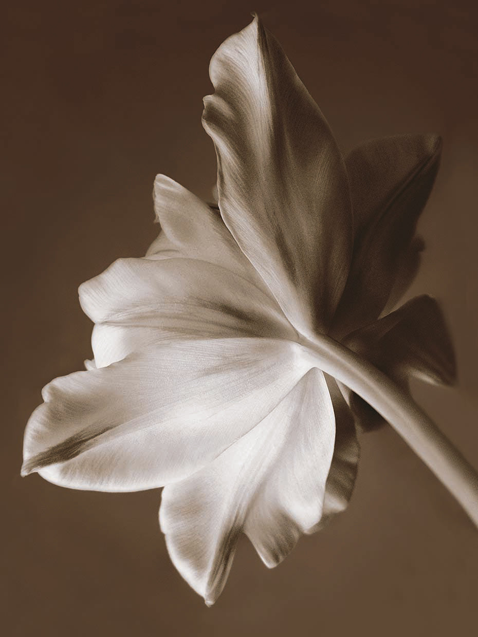 Moonglow Tulip