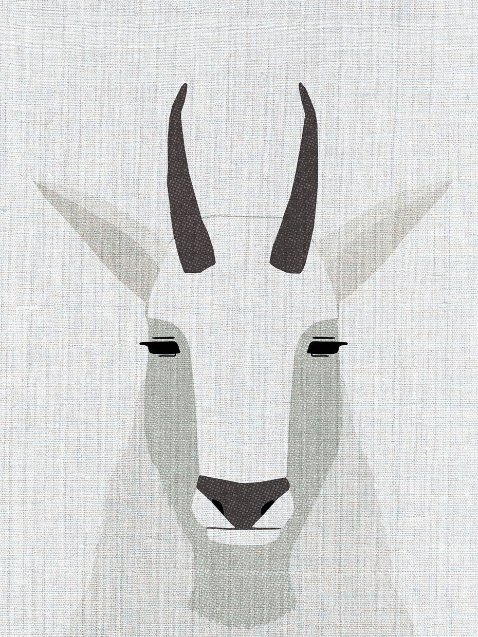 Mountain Goat