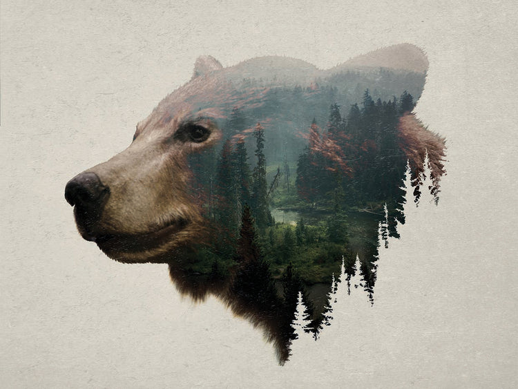 Pacific Northwest Black Bear