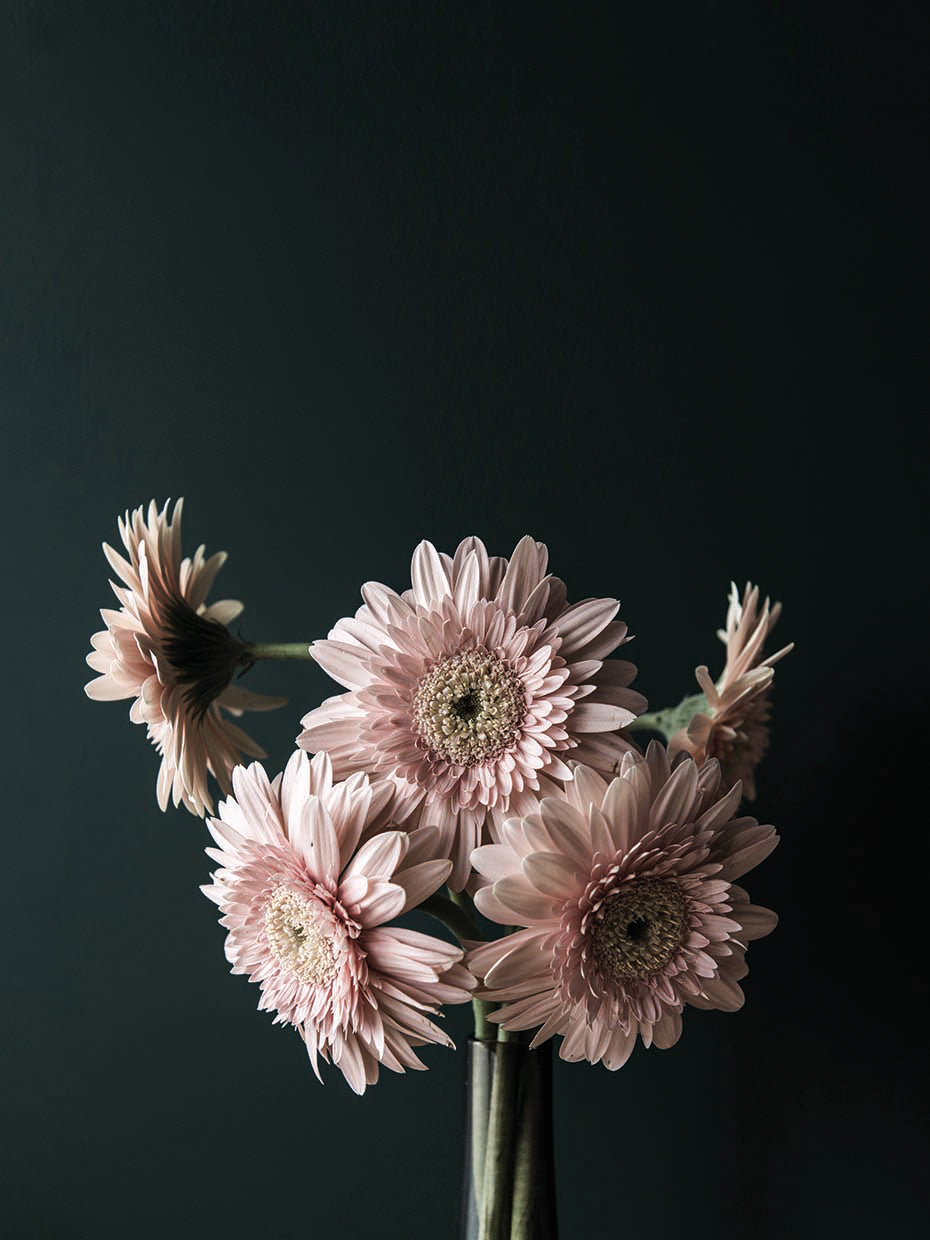 Pink Black