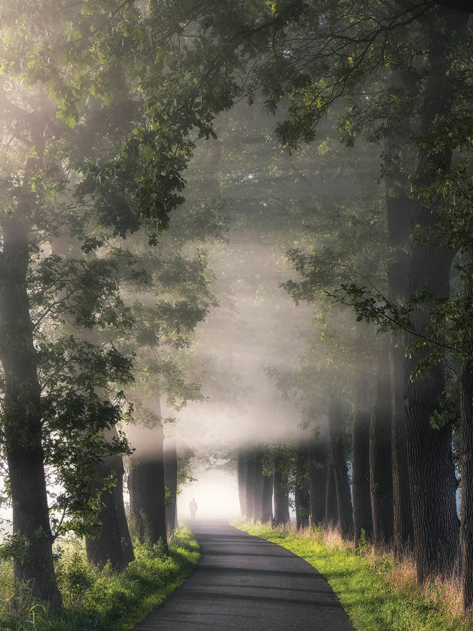 Rays of Fog
