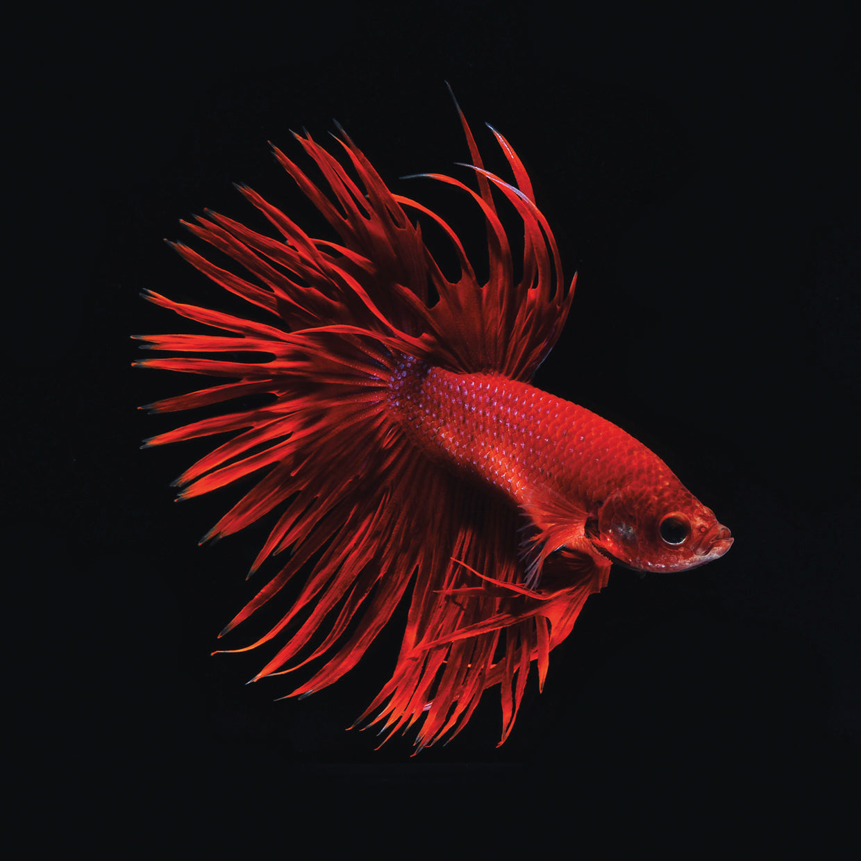 Red Betta Fish