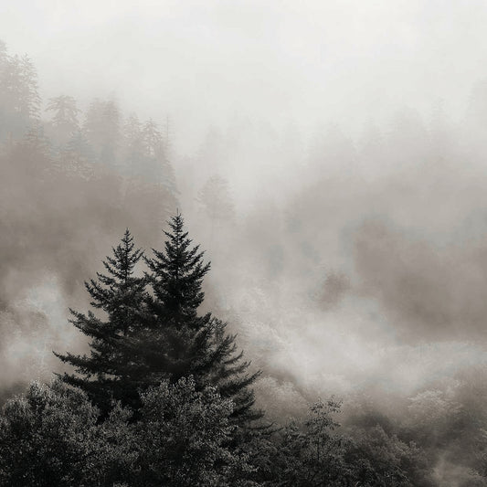 Rising Mist, Smoky Mountains