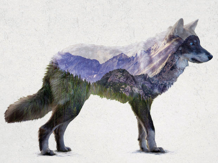Rocky Mountain Grey Wolf