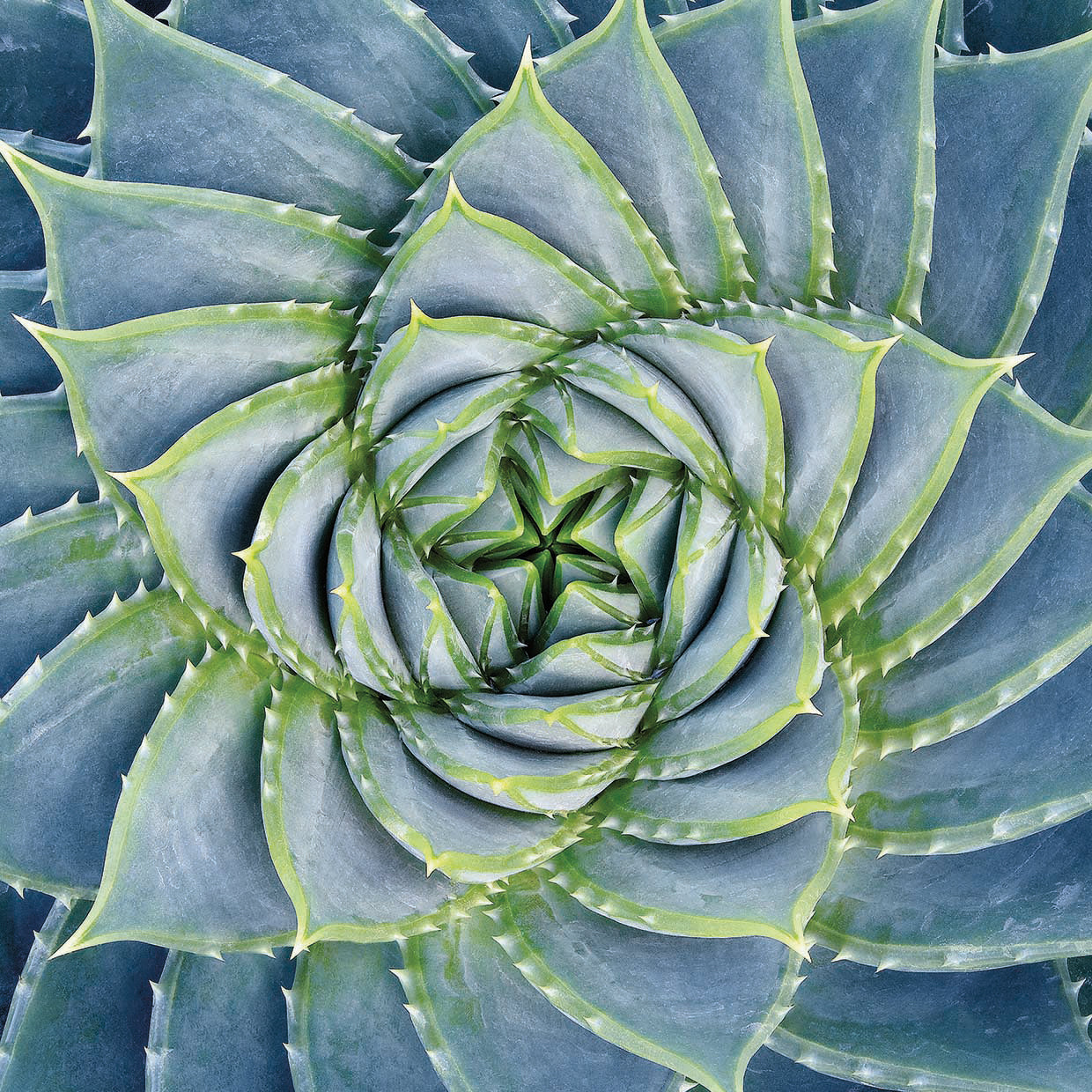 Spiral Succulent