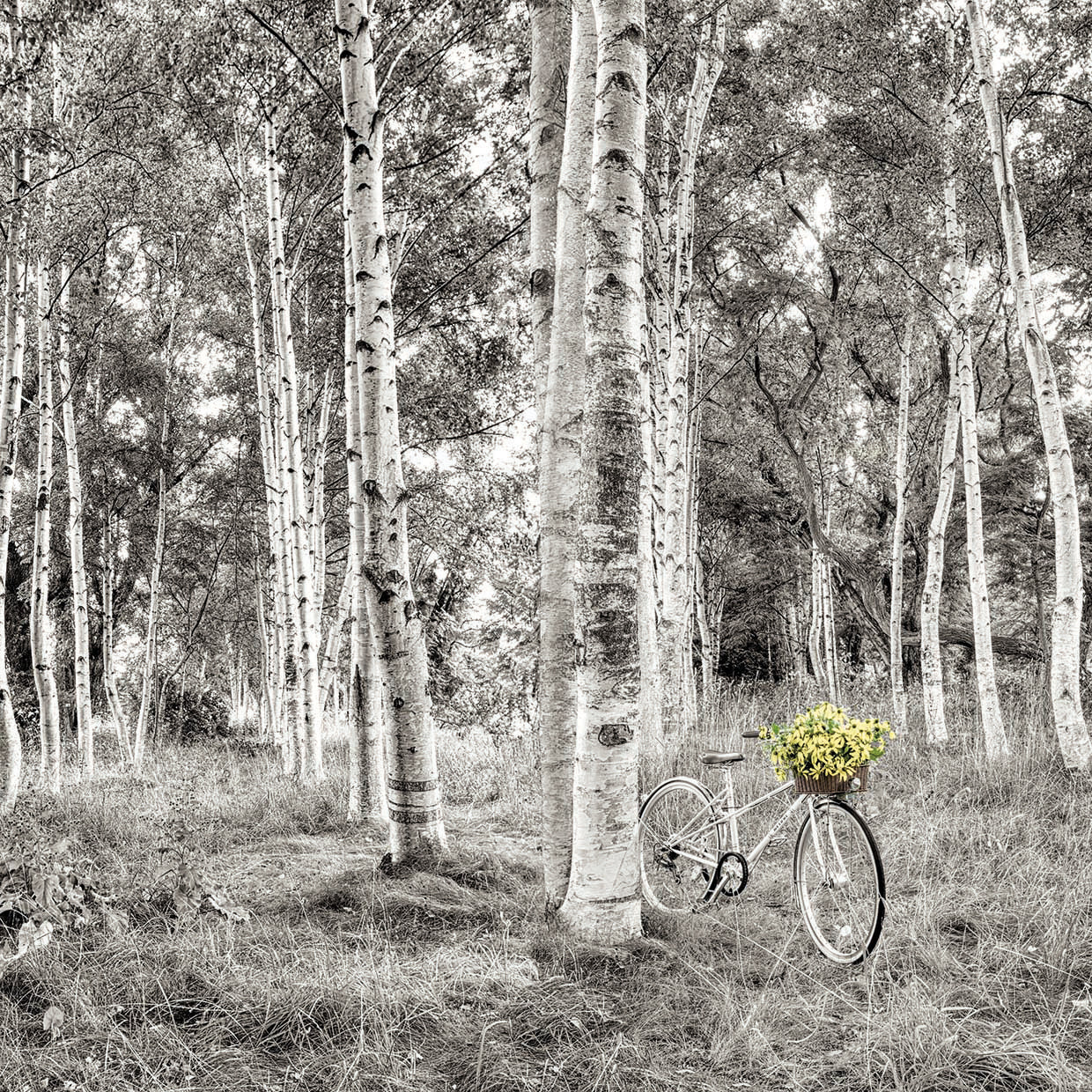 Sunflower Bicycle Ride