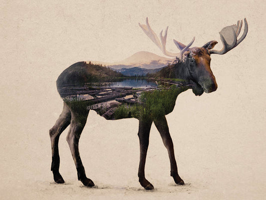 The Alaskan Bull Moose