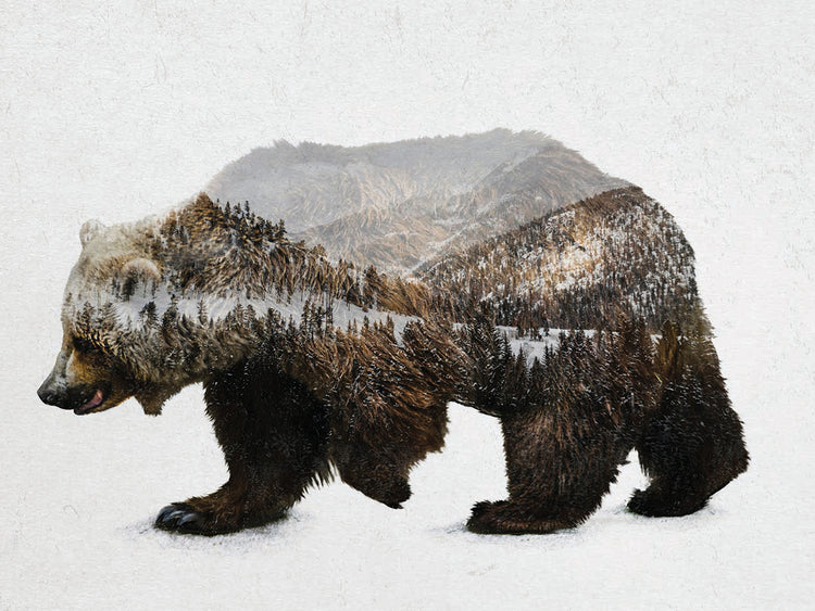The Kodiak Brown Bear