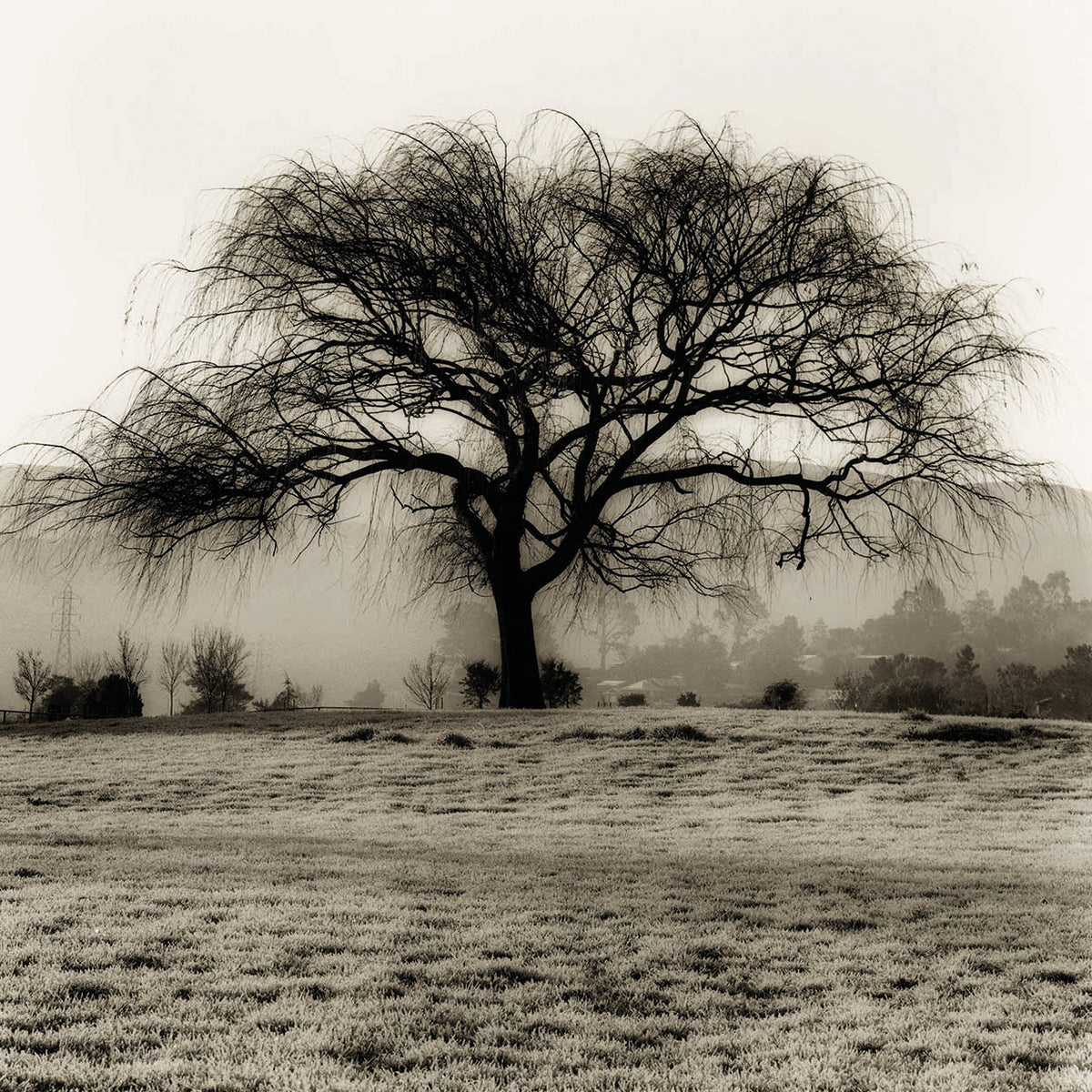 Willow Tree