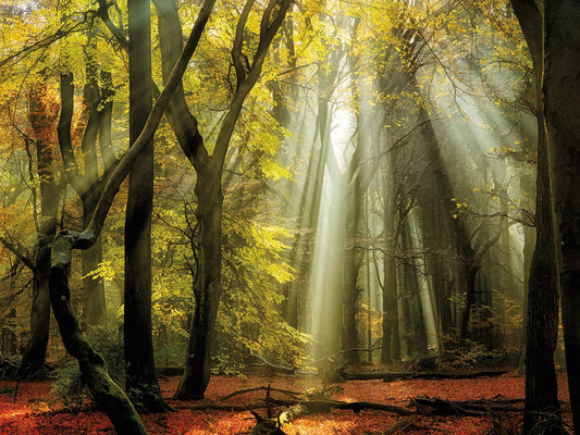 Yellow Leaves Rays Canvas Art