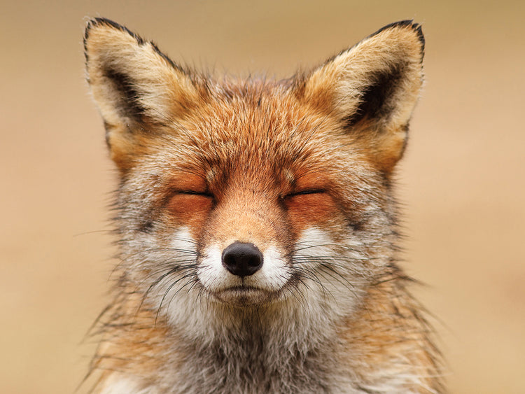 Zen Fox Red Portrait