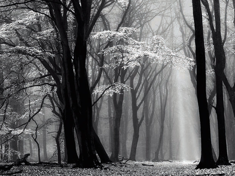 Lars Van de Goor's Winter is Coming Canvas Art Prints | Fine Art Canvas