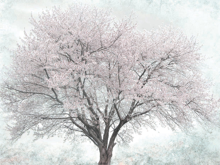 A Feeling of Spring Is