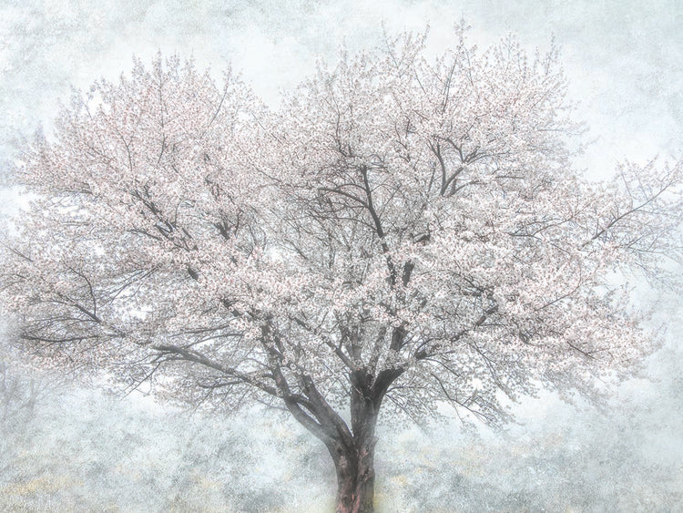 A Feeling of Spring II