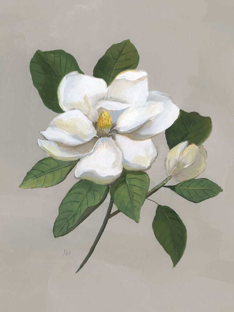 Botanical Magnolia by Nan - top quality wall art work on large canvas & framed canvas prints