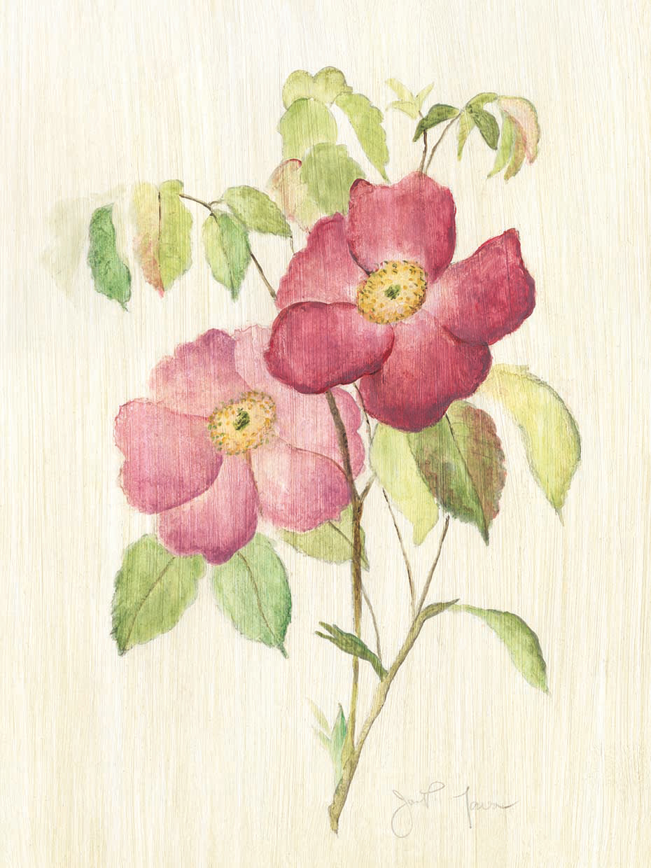 Dusty Rose II