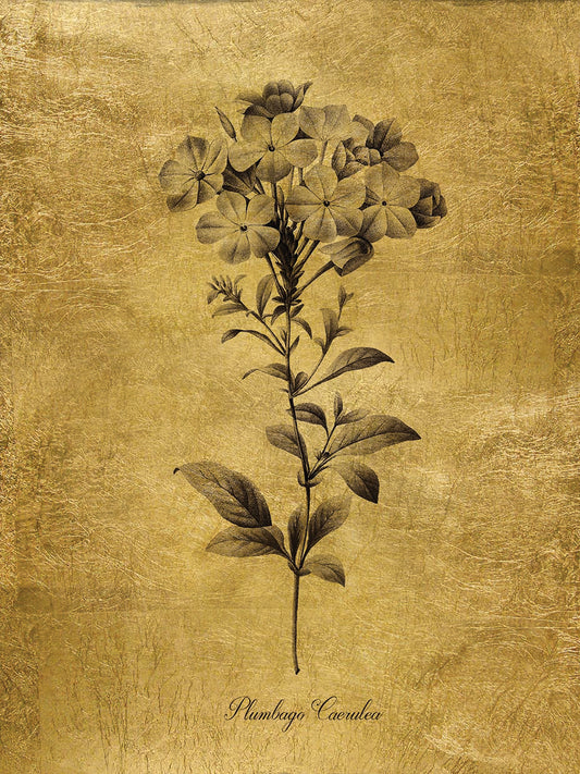 Gold Sketch Botanical II Canvas Art