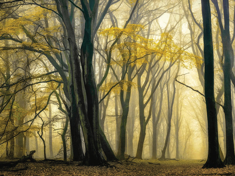 In Love with Golden Fall