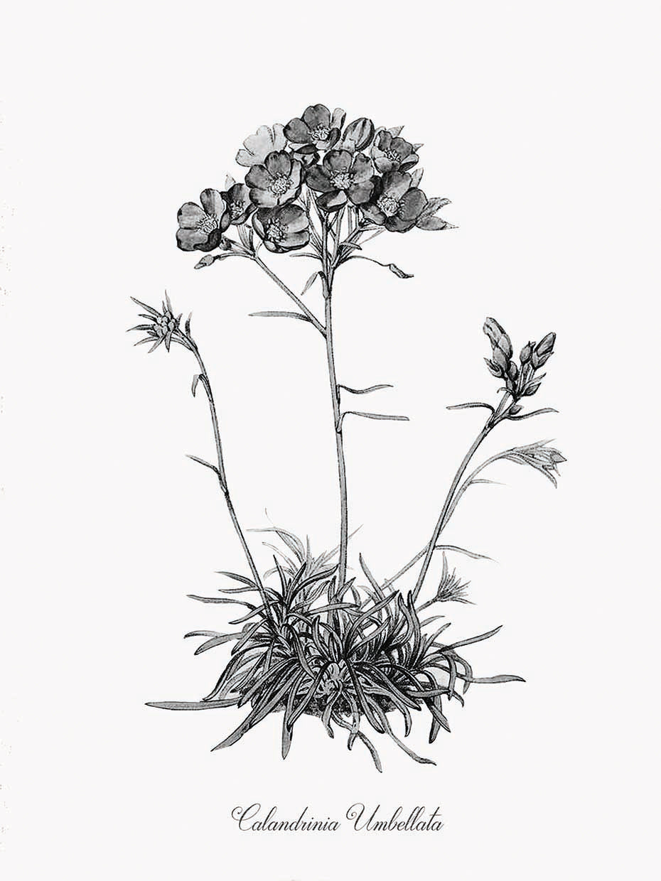 Simply Caladrinia