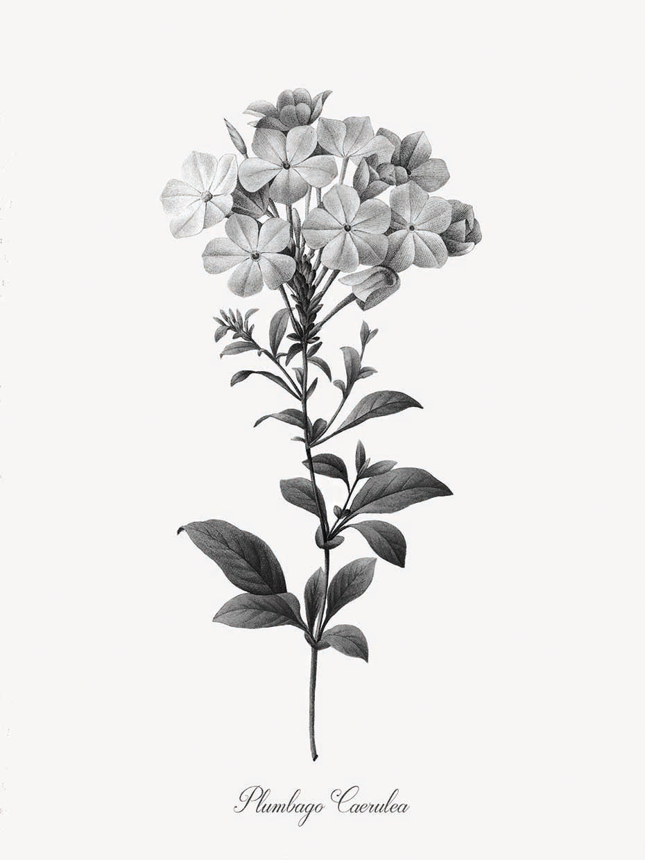 Simply Cape Leadwort
