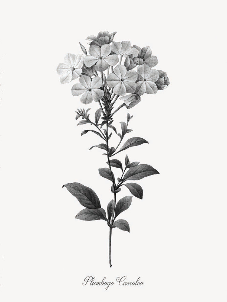 Simply Cape Leadwort