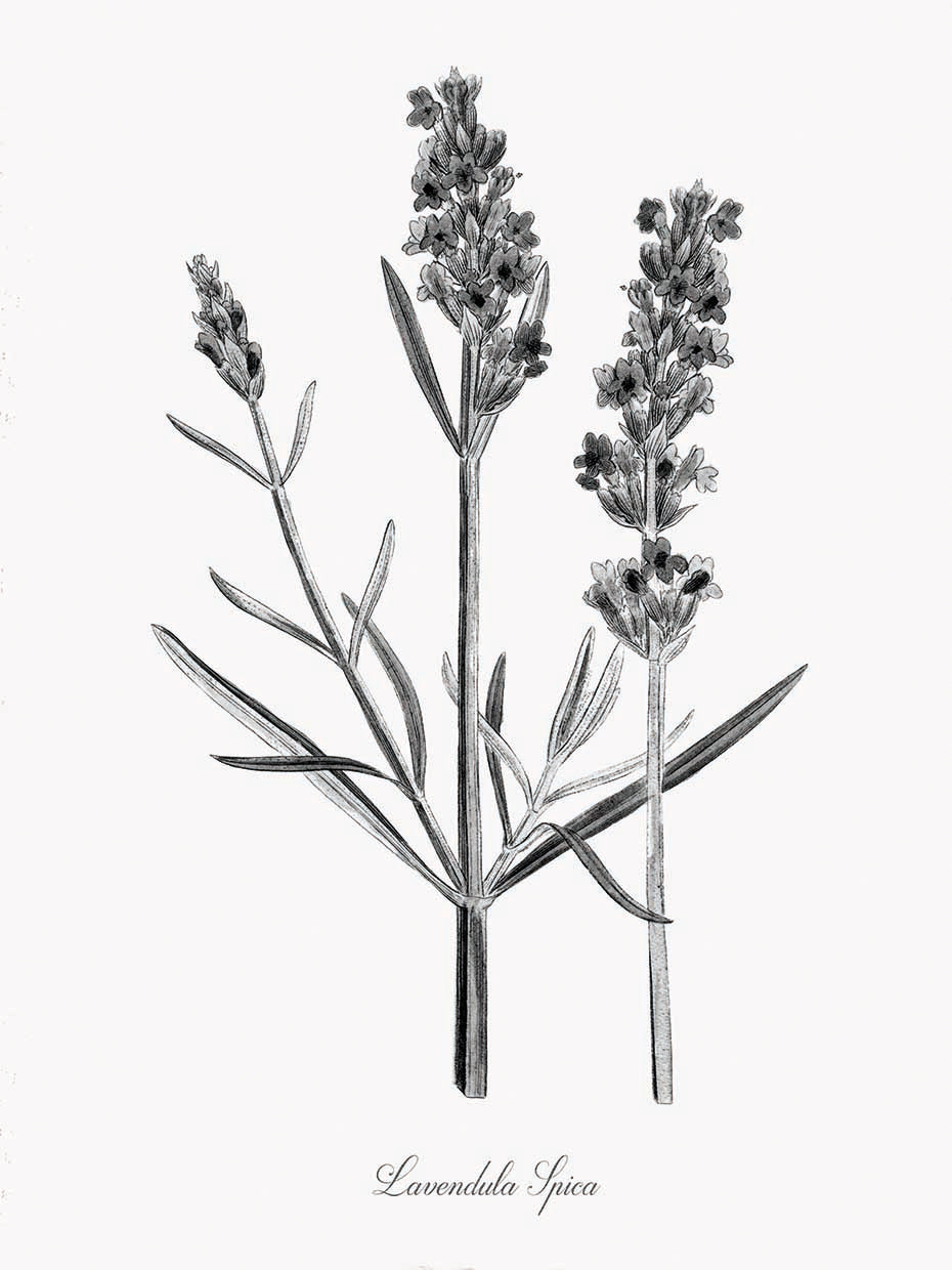 Simply Lavender