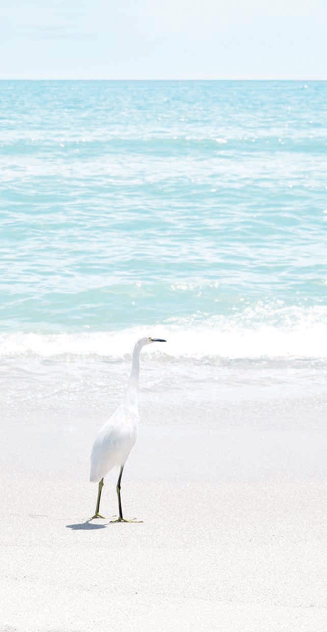 Summer Egret I