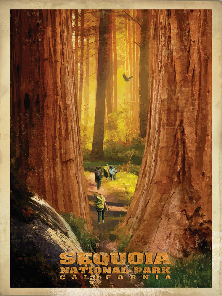 Sequoia