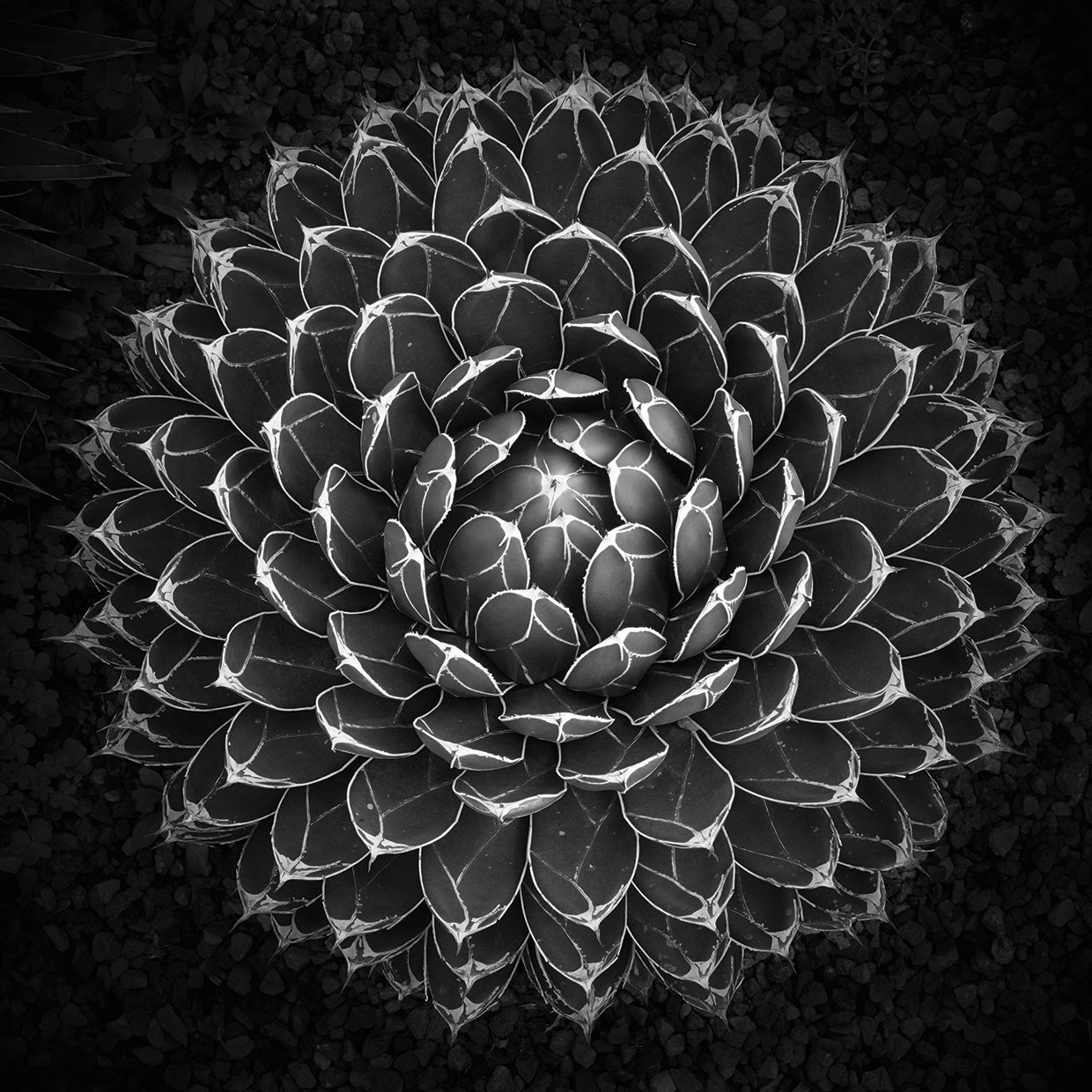 Agave Victoria by Moises Levy  - best quality handcrafted wall art work on large canvas & framed canvas prints