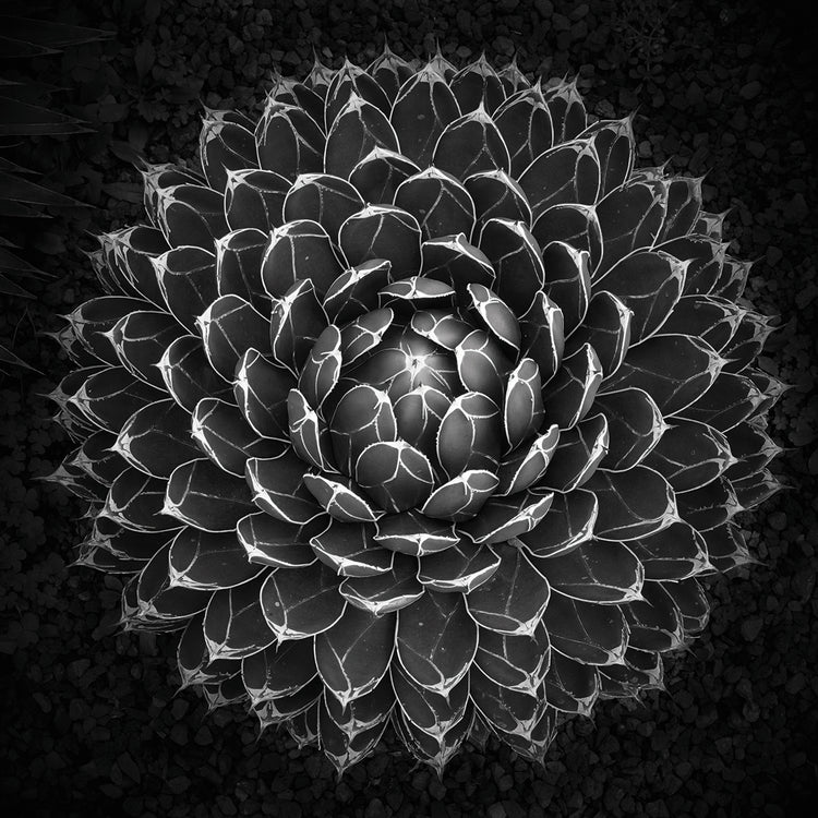 Agave Victoria by Moises Levy  - best quality handcrafted wall art work on large canvas & framed canvas prints