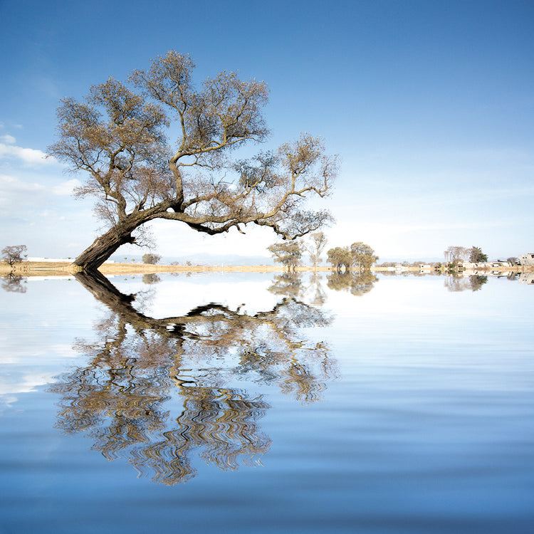 Arbol en Agua 2 Color by Moises Levy  - handcrafted wall art work on large canvas & framed canvas prints, made to order
