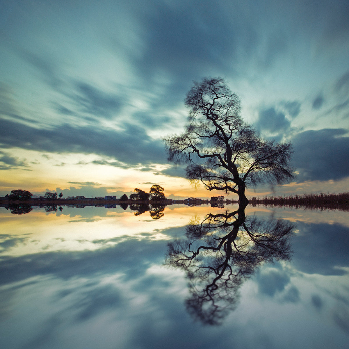 Arbol Solitario en Temoaya Color Reflect by Moises Levy  - larger sizes handcrafted wall art work on large canvas & framed canvas prints