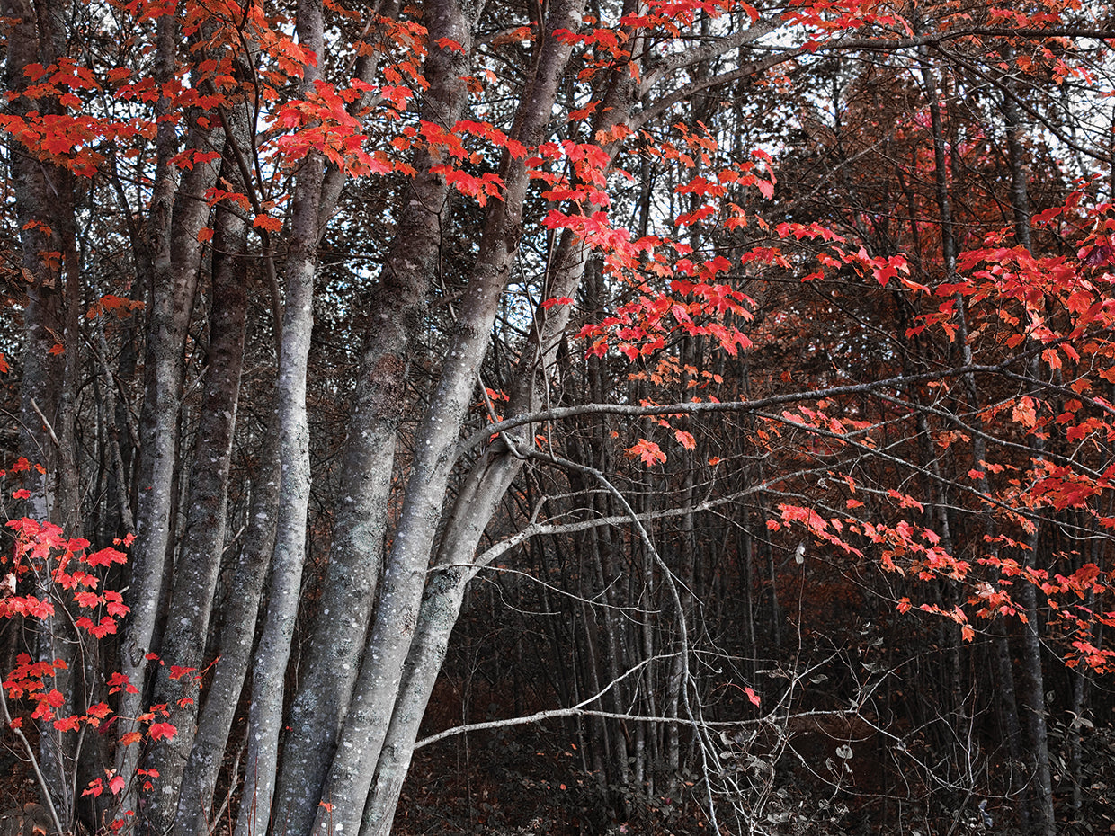 Arboles Acadia 2 by Moises Levy  - top quality wall art work on large canvas & framed canvas prints