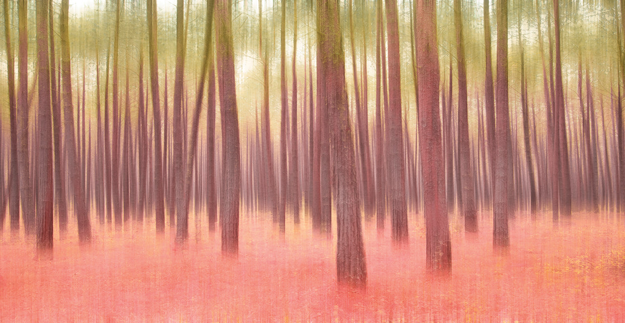 Blurred Trees 5 by Moises Levy  - museum quality wall art work on large canvas & framed canvas prints