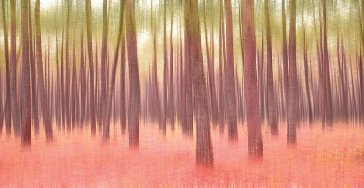 Blurred Trees 5 by Moises Levy  - museum quality wall art work on large canvas & framed canvas prints