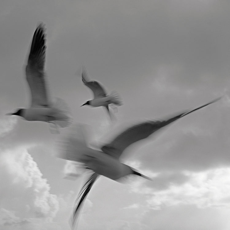 Dance by Moises Levy  - handcrafted wall art work on large canvas & framed canvas prints, made to order