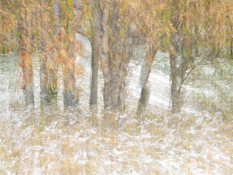 Motion Trees 3 by Moises Levy  - highest quality handcrafted wall art work on large canvas & framed canvas prints