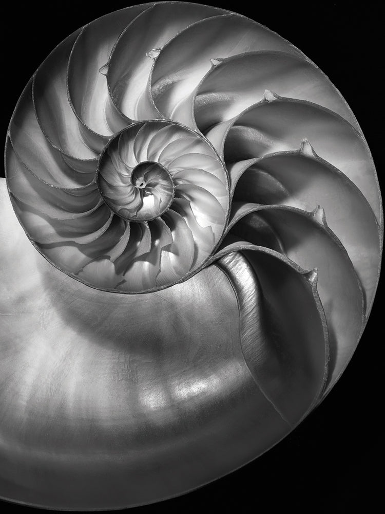 Nautilus 3 2 by Moises Levy  - lowest price wall art work on large canvas & framed canvas prints