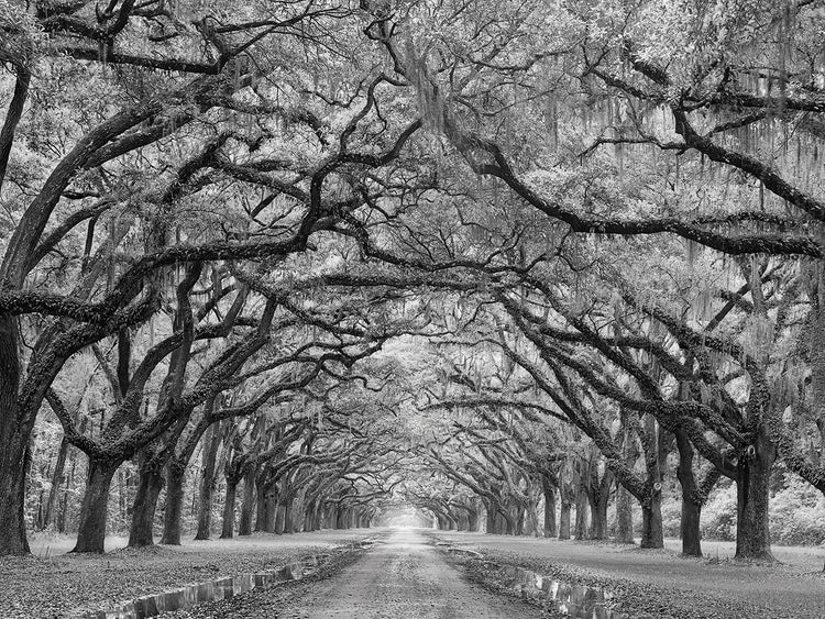 Oaks Avenue 1 BW by Moises Levy is a timeless black and white photo printed on canvas or framed canvas