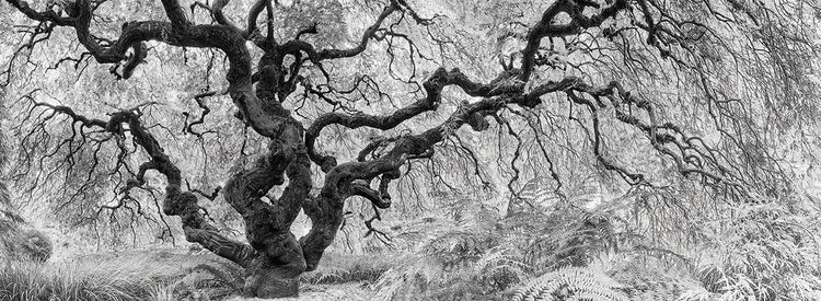 Old Maple by Moises Levy  - top quality wall art work on large canvas & framed canvas prints