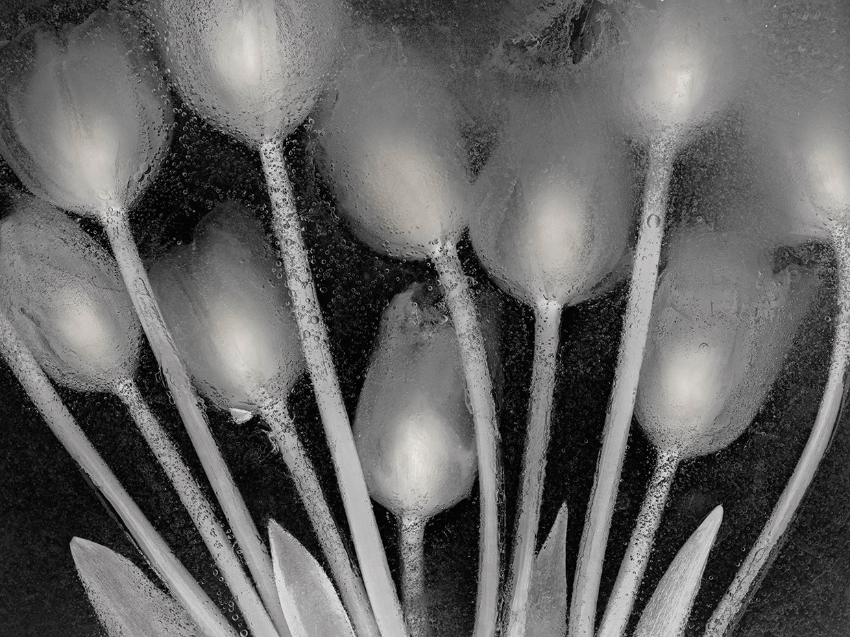 Ramo de Tulipanes by Moises Levy  - larger sizes handcrafted wall art work on large canvas & framed canvas prints