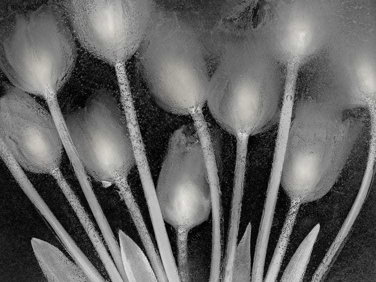 Ramo de Tulipanes by Moises Levy  - larger sizes handcrafted wall art work on large canvas & framed canvas prints