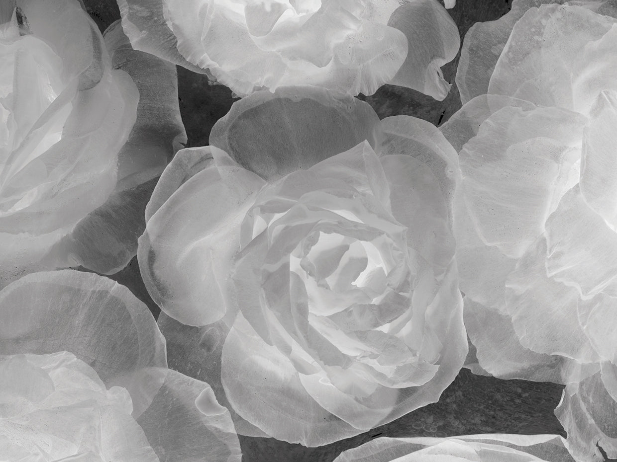 Rosas Blancas by Moises Levy  - larger sizes handcrafted wall art work on large canvas & framed canvas prints