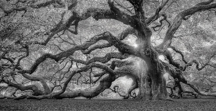 Tree Of Light BW FL by Moises Levy  - top quality wall art work on large canvas & framed canvas prints