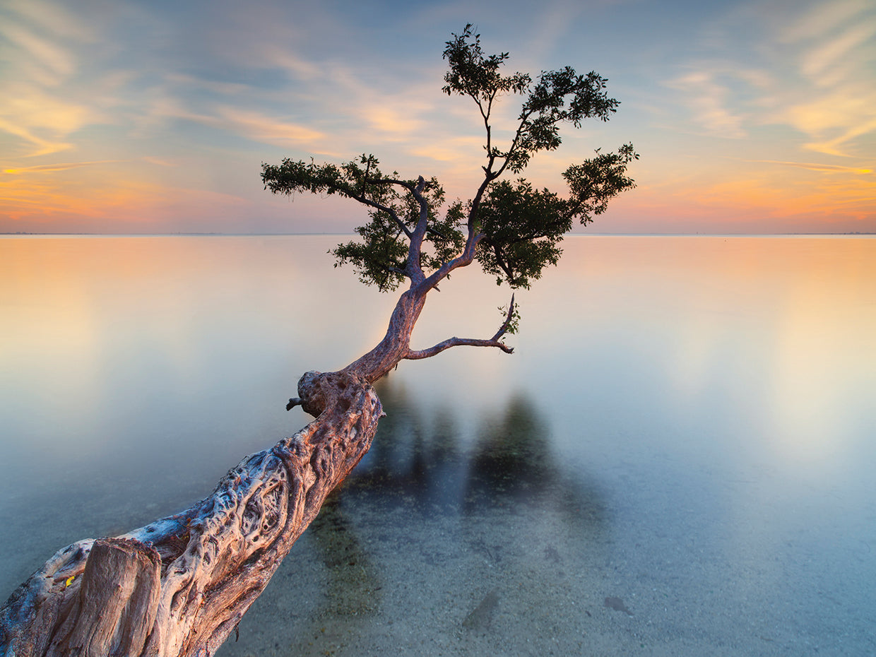 Water Tree XIV by Moises Levy  - top quality wall art work on large canvas & framed canvas prints