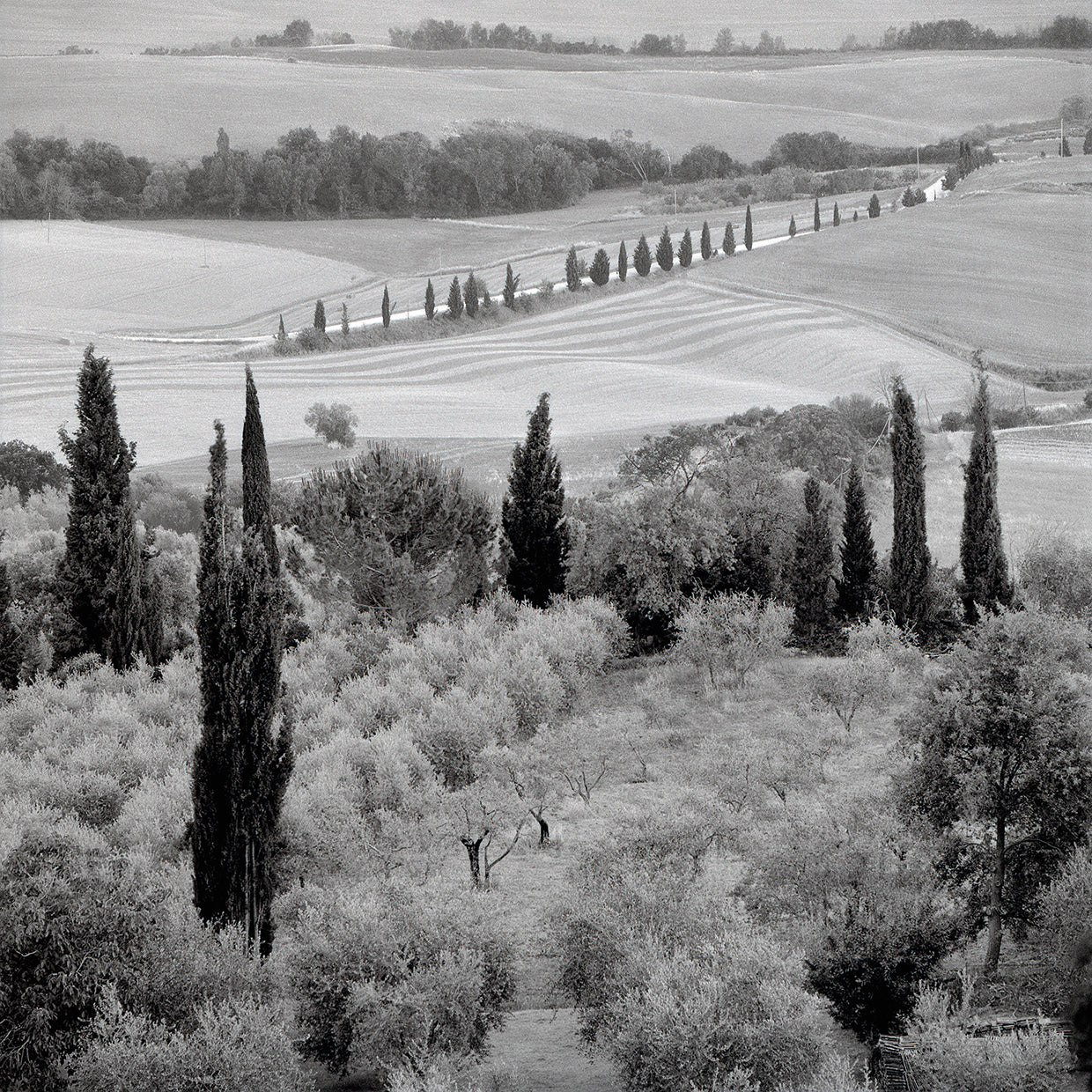 Tuscany VI