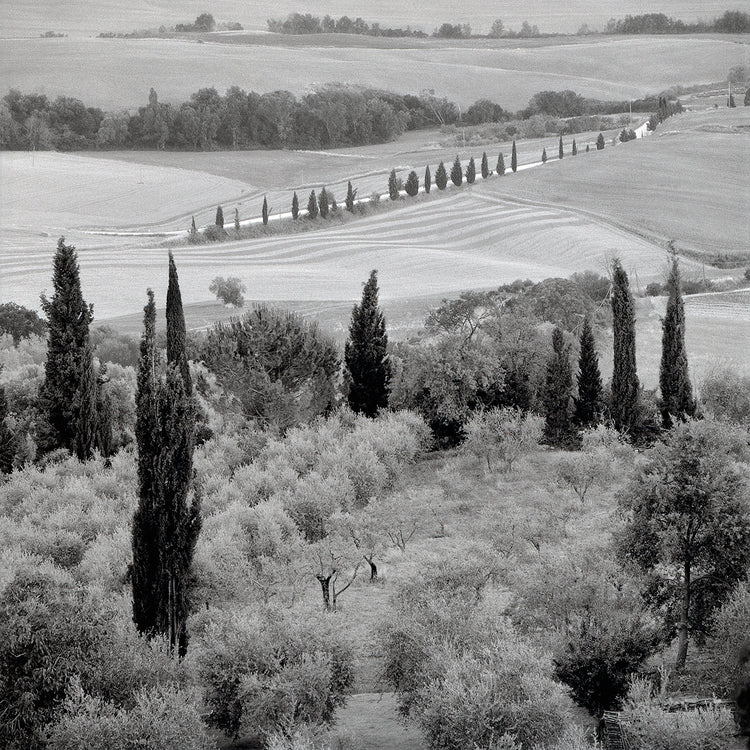 Lienzo Toscana VI